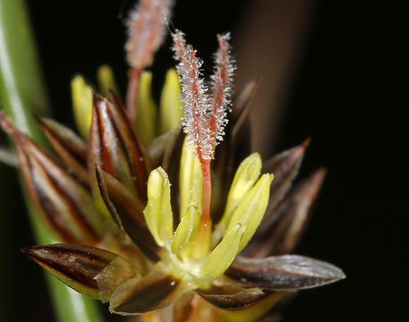 Image of Juncus balticus subsp. ater (Rydb.) Snogerup