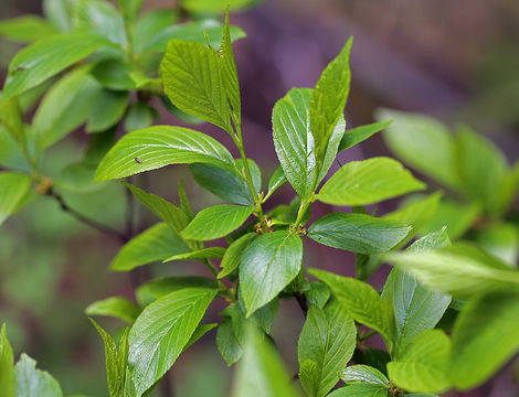 Image of buckthorn