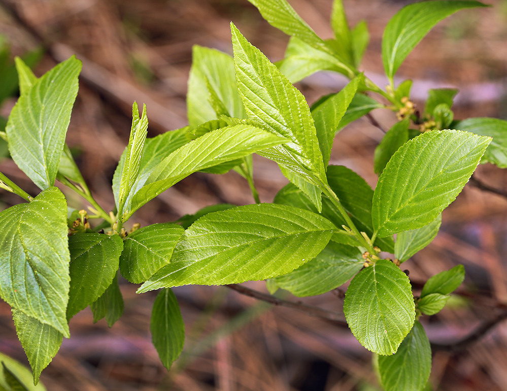 Слика од <i>Rhamnus alnifolia</i>