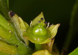 Image of buckthorn