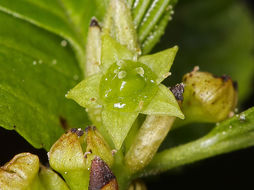 Слика од <i>Rhamnus alnifolia</i>