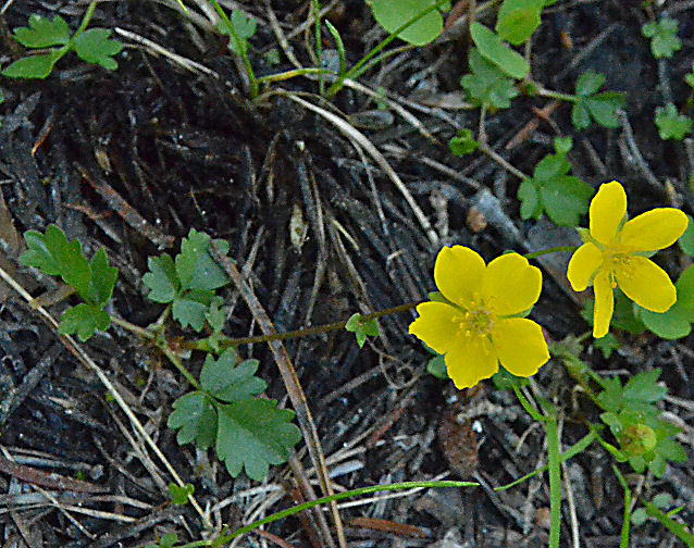 Image of high mountain cinquefoil