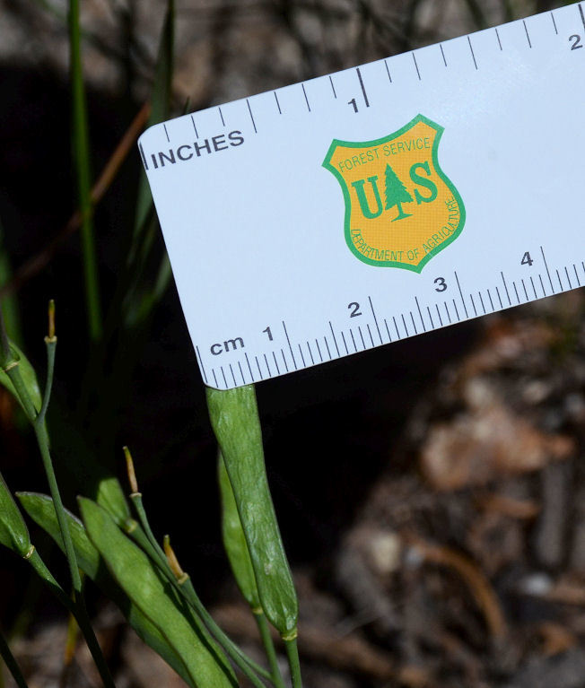 Image of Howell's pioneer rockcress