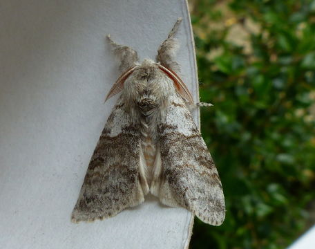 Слика од Calliteara pudibunda Linnaeus 1758