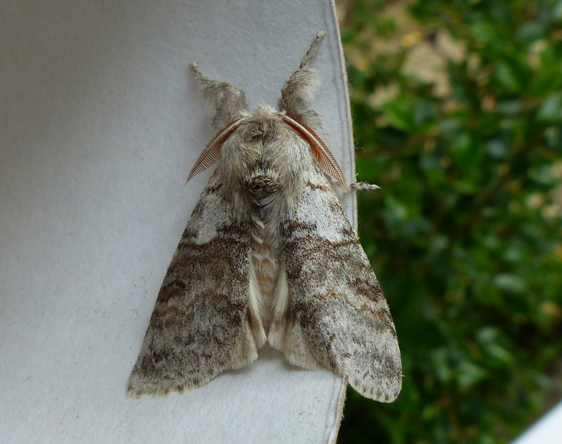 Image of Calliteara pudibunda Linnaeus 1758