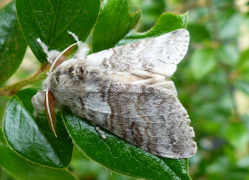 Слика од Calliteara pudibunda Linnaeus 1758