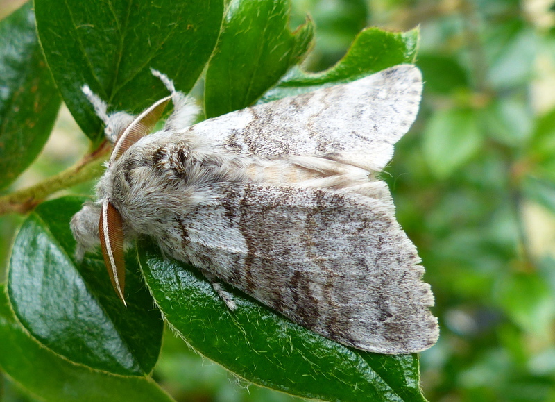 Слика од Calliteara pudibunda Linnaeus 1758