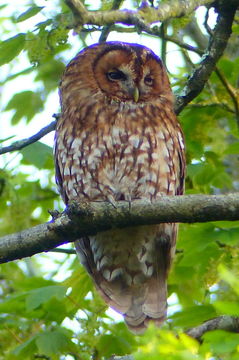 Image of Tawny Owl