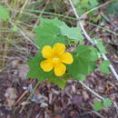 Imagem de Abutilon angulatum (Guill. & Perr.) Mast.