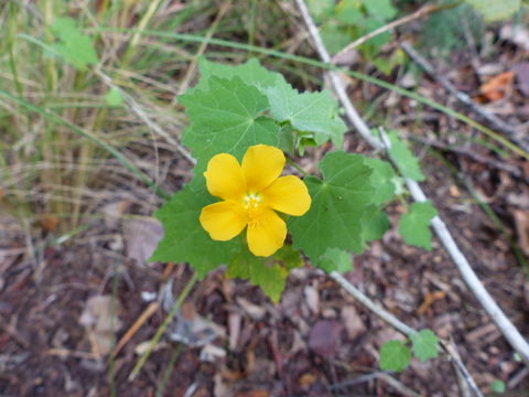 Image of Abutilon angulatum (Guill. & Perr.) Mast.