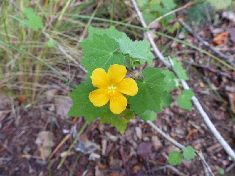 Image of Abutilon angulatum (Guill. & Perr.) Mast.