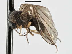 Image of Androprosopa