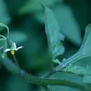 Solanum americanum Mill. resmi