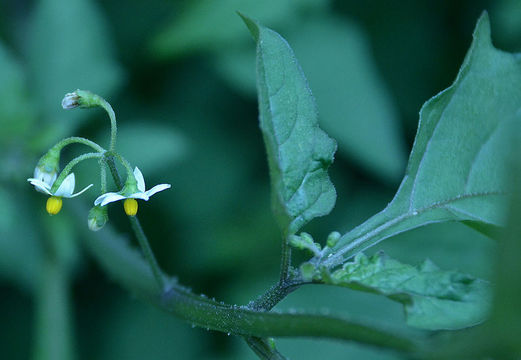 صورة Solanum americanum Mill.