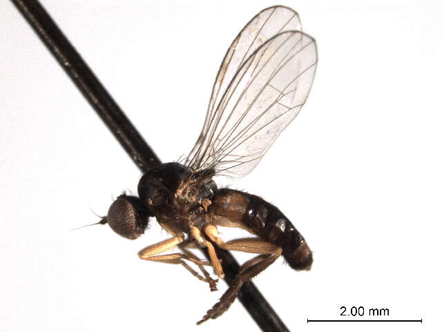 Image of Callomyia