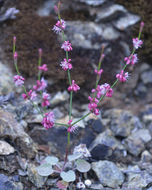 Image of goldencarpet buckwheat