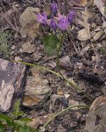 Image of Bridges' brodiaea