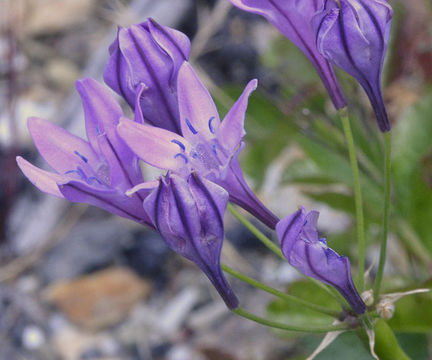 Sivun Triteleia bridgesii (S. Watson) Greene kuva