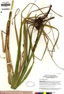 Imagem de Carex atherodes Spreng.