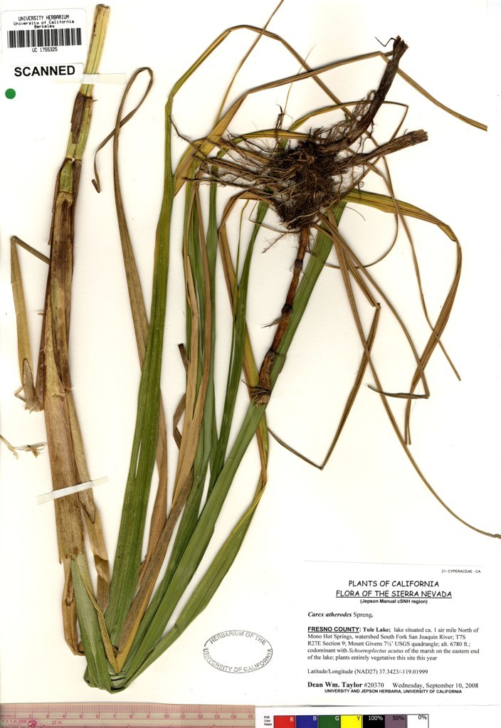 Imagem de Carex atherodes Spreng.