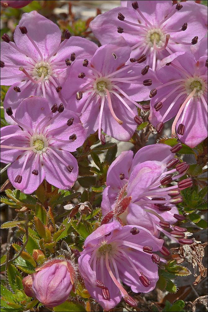 Image of Dwarf Alpenrose