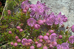 Image of Dwarf Alpenrose