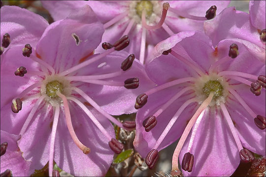 Image of Dwarf Alpenrose