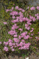 Image of Dwarf Alpenrose