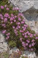 Image of Dwarf Alpenrose