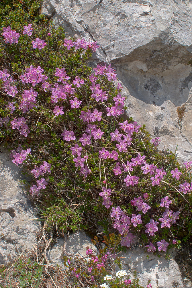 Image of Dwarf Alpenrose