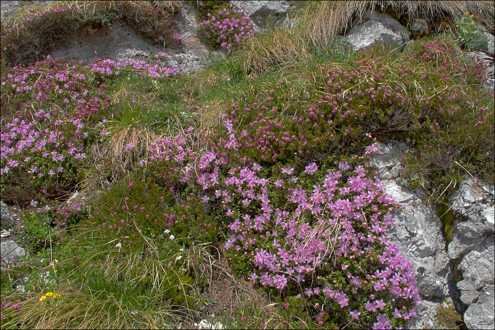 Image of Dwarf Alpenrose