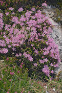 Image of Dwarf Alpenrose