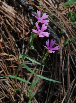 Image of showy phlox