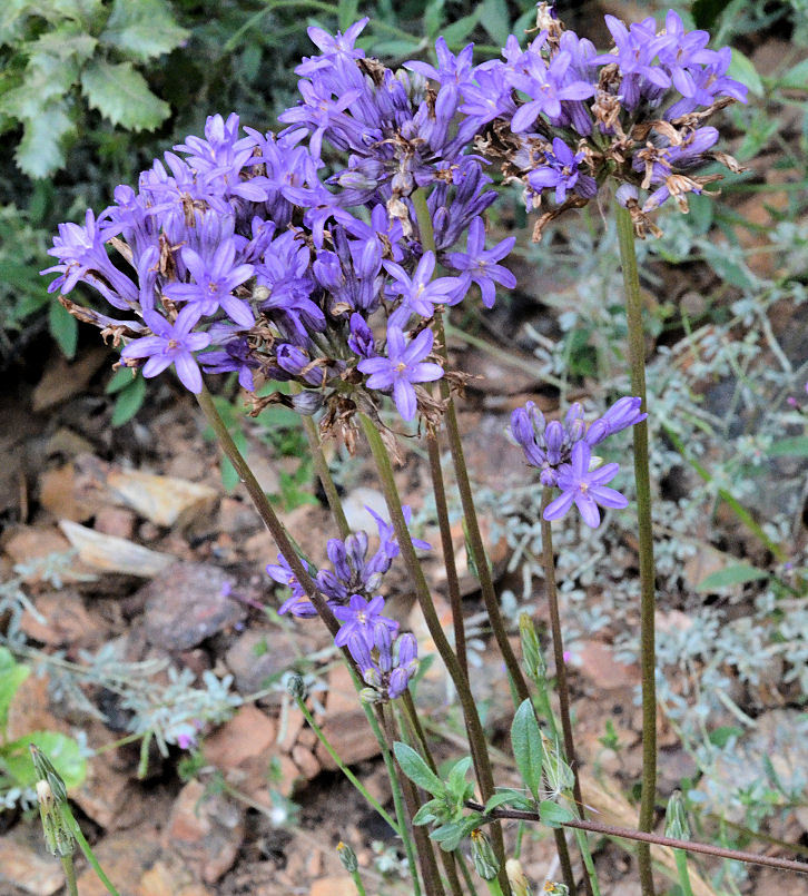 Sivun Dichelostemma multiflorum (Benth.) A. Heller kuva