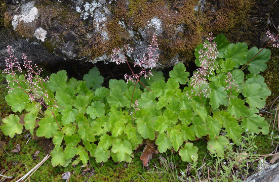 Image of crevice alumroot