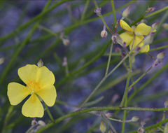 Image of <i>Helianthemum scoparium</i>