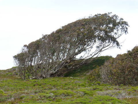 Sivun Kuumepuu kuva