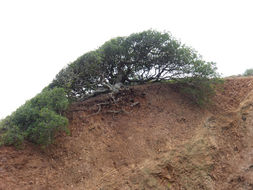 Imagem de Quercus agrifolia Née