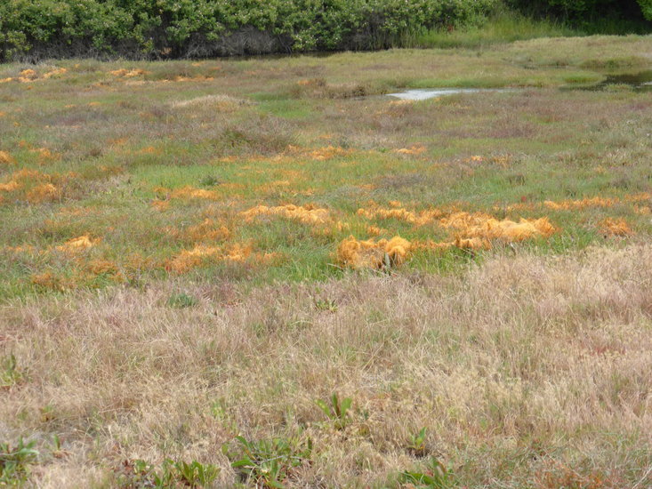 Cuscuta salina Engelm. resmi