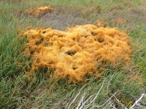 Image of saltmarsh dodder