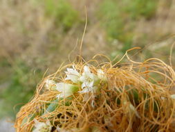 Cuscuta salina Engelm. resmi