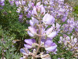 Sivun Lupinus arboreus Sims kuva