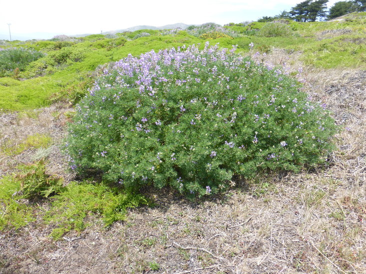 Sivun Lupinus arboreus Sims kuva