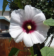 Image of hollyhock