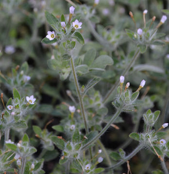 Image of variableleaf collomia