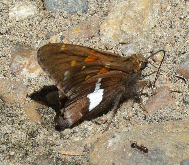 Image of Silver-spotted Skipper