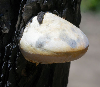 Image of Cryptic Globe Fungus