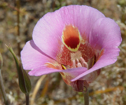 Image of butterfly mariposa lily