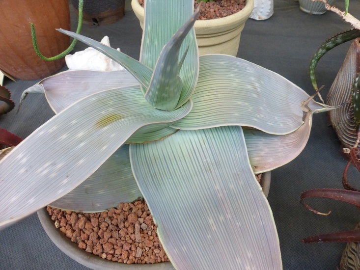 Image of Aloe karasbergensis Pillans