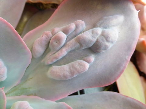 Plancia ëd Echeveria gibbiflora DC.